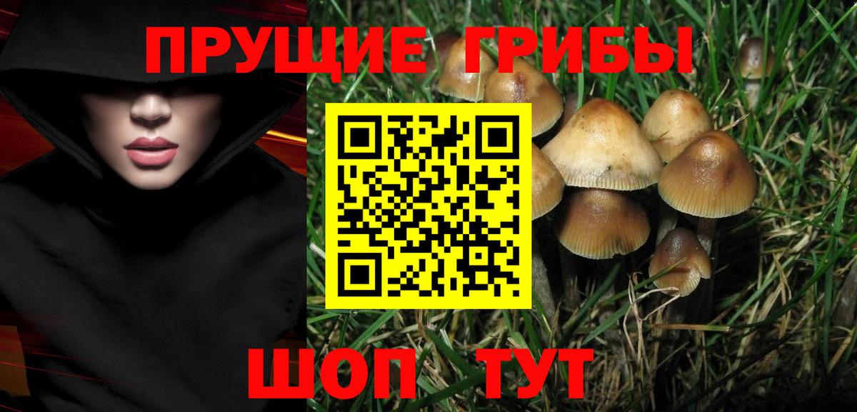 Алатырь  Псилоцибиновые грибы Cubensis  Вход с VPN 